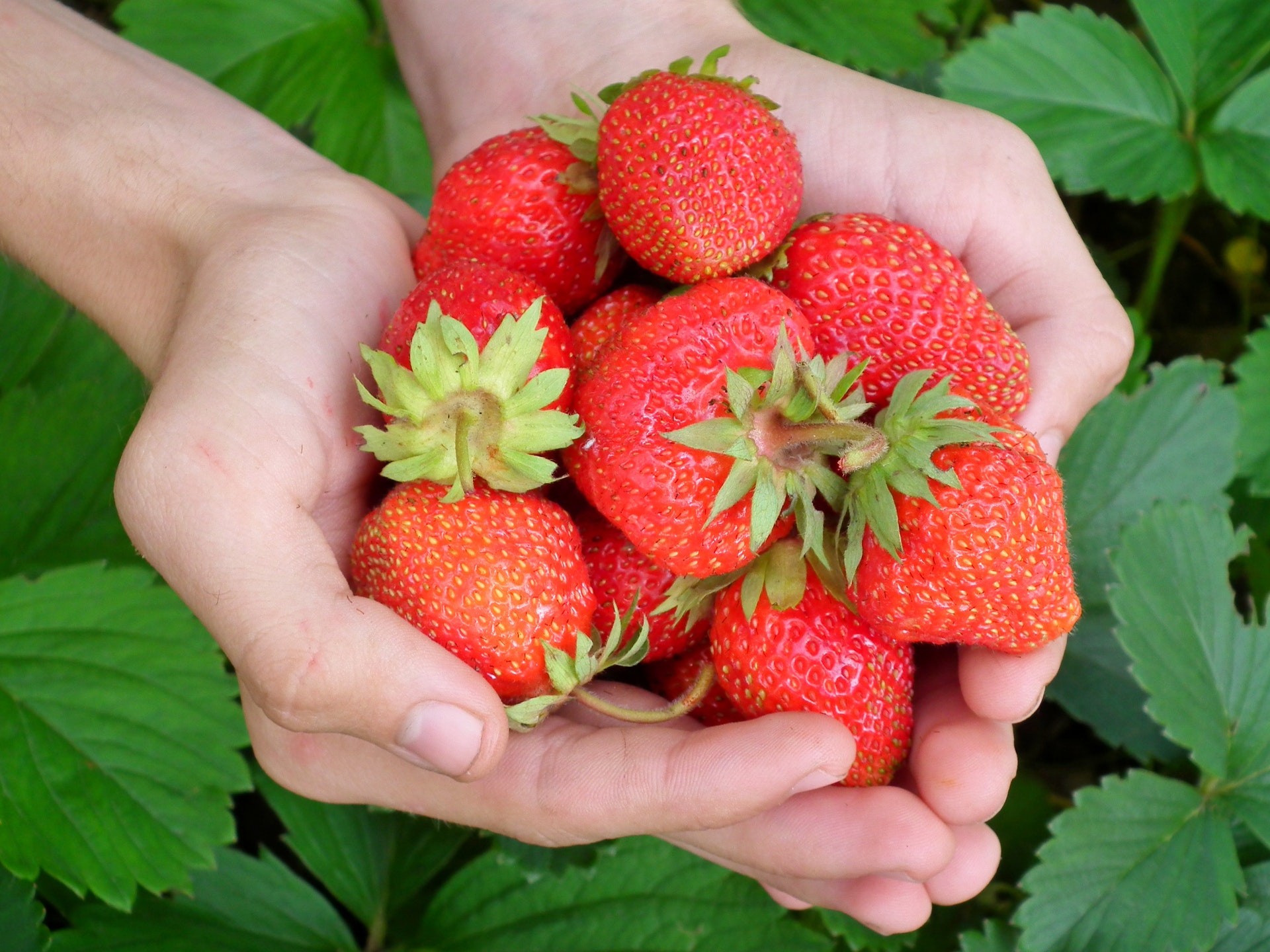 berry-strawberry-hands-leaves-65271.jpeg berry-strawberry-hands-leaves-65271.jpeg
